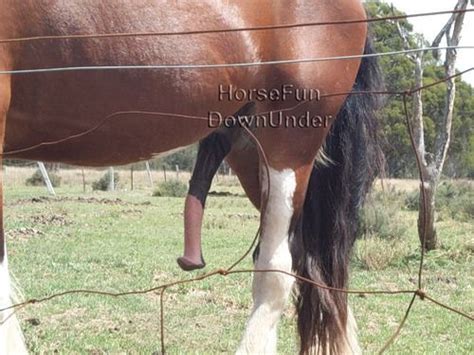 Giant Horse Flare Porn Videos .